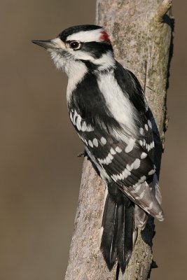downy woodpecker  164