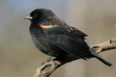 red winged blackbird 223