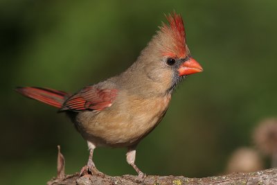 cardinal 221