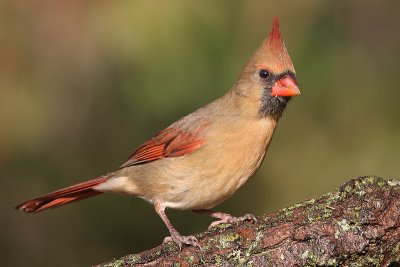 cardinal 223
