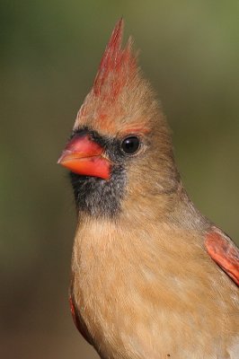 cardinal 224
