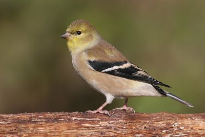 goldfinch 19