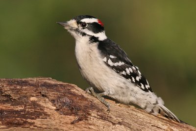 downy woodpecker 172