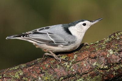 white-breasted nuthatch 141