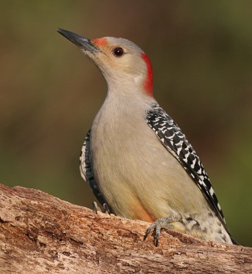 red-bellied woodpecker 2