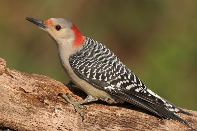 Red-bellied Woodpecker - female