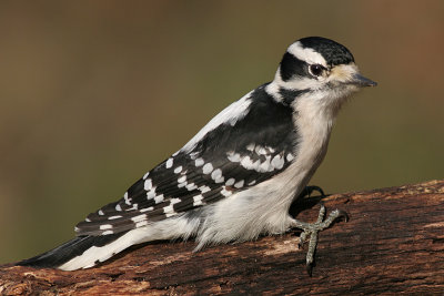 downy woodpecker 178