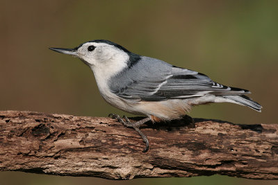 white-breasted nuthatch 142