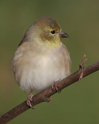 goldfinch 21