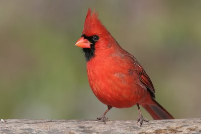 cardinal 229
