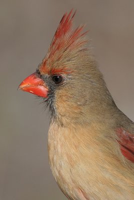 cardinal 230