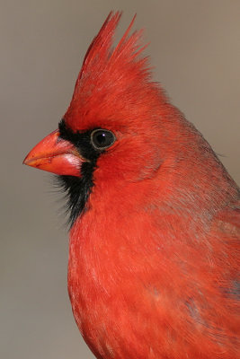 cardinal 231