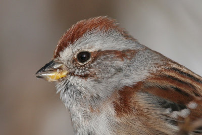 american tree sparrow 31