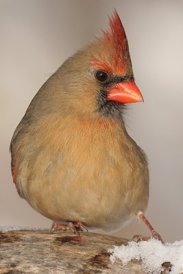 cardinal 233