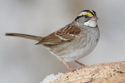 white-throated sparrow 29