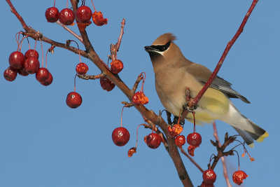 cedar waxwing 18