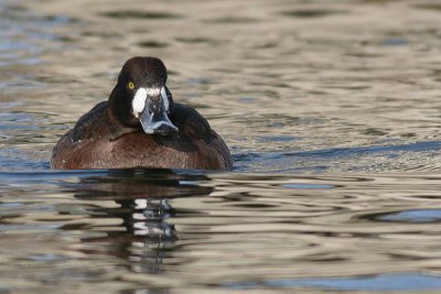 greater scaup 36