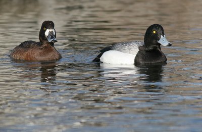 greater scaup 37