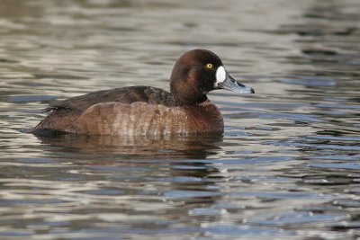 greater scaup 38