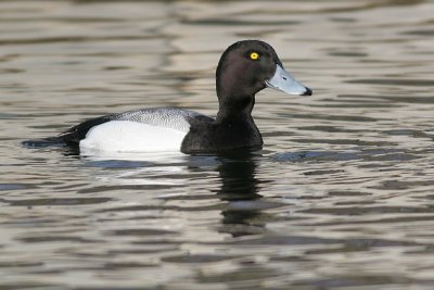 greater scaup 39