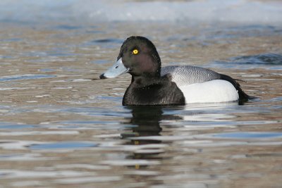 greater scaup 41