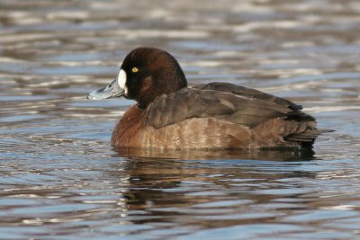 greater scaup 42