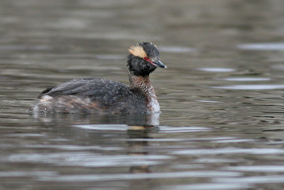 horned grebe 9