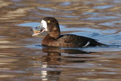 greater scaup 44