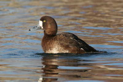 greater scaup 45