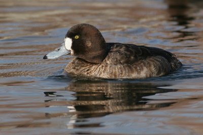 greater scaup 46
