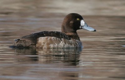 greater scaup 48