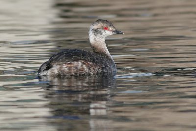 horned grebe 21