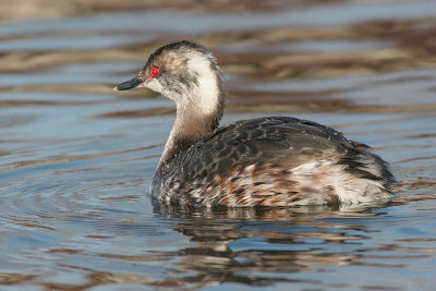 horned grebe 22