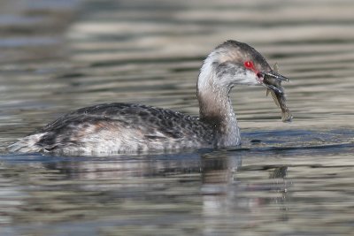 horned grebe 51