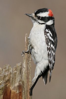 downy woodpecker 446