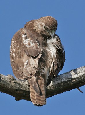 red-tailed hawk 71