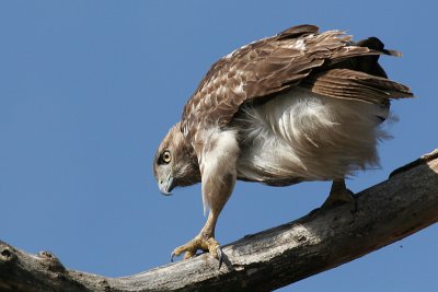 red-tailed hawk 76