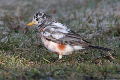 albino robin 17