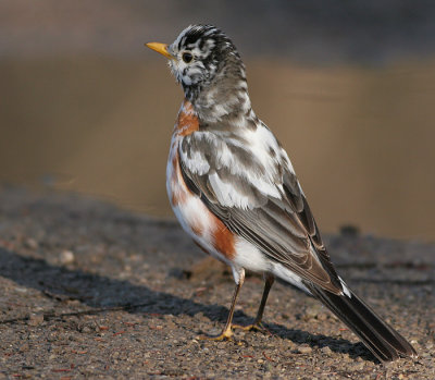 albino robin 20