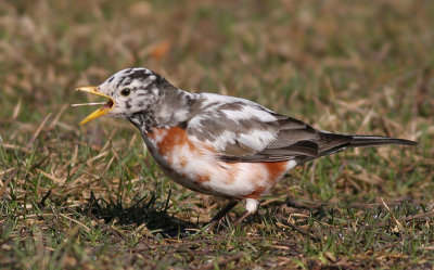 albino robin 21