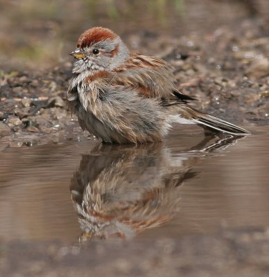 american tree sparrow 69
