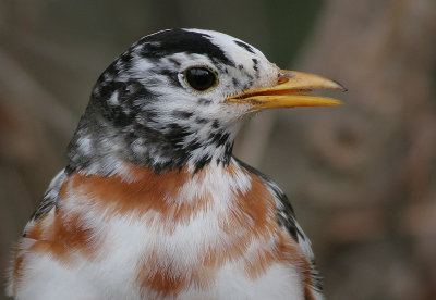 albino robin 26