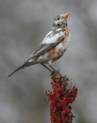 albino robin 27