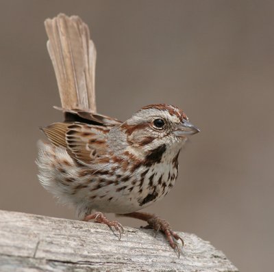 song sparrow 53