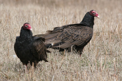 turkey vulture 50