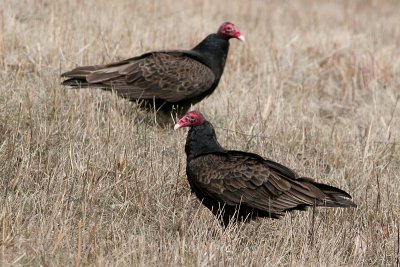 turkey vulture 51