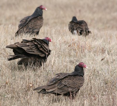 turkey vulture 52