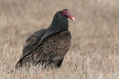 turkey vulture 53