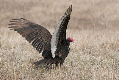 turkey vulture 54