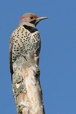 northern flicker 26